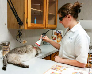 Companion-Laser-Therapy