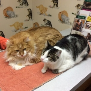 Garfield and Odie