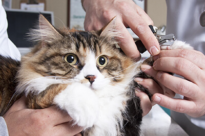Trimming cat's nails