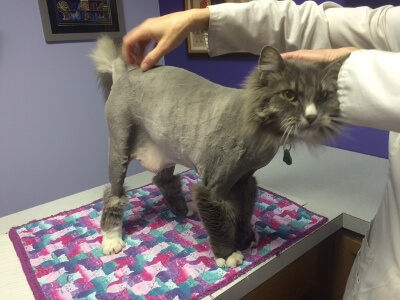 After Grooming