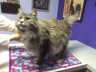 Before Grooming
