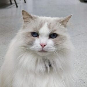 Nessie the Cat