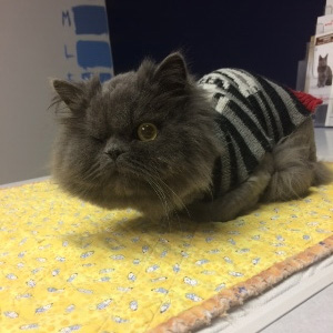 Miss Minion Meow