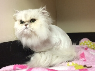 After Grooming