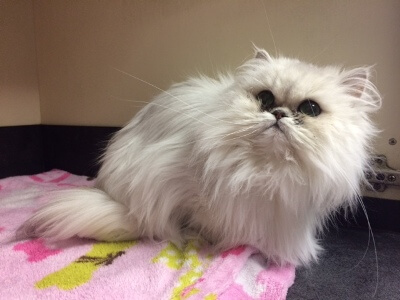 After Grooming