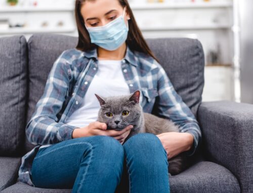 Cats, Quarantines, and COVID-19