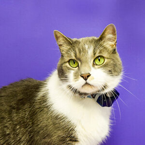 Buster the Cat