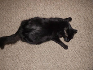 Jack