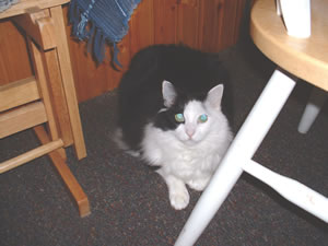 O’Henry Kat